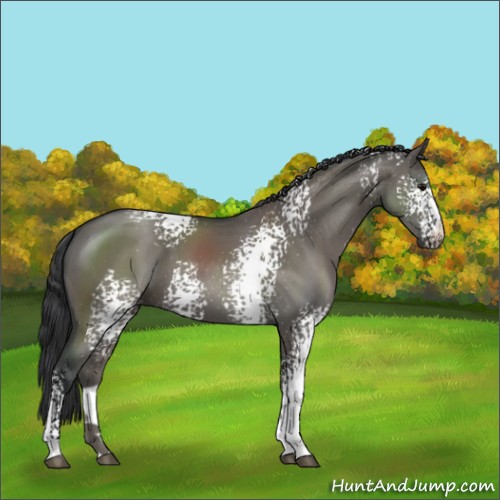 Horse Color:White Spotted Grullo