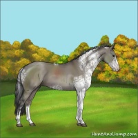 Horse Color:White Spotted Grullo Sabino 