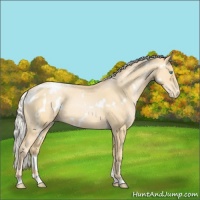 Horse Color:White Spotted Silver Buckskin Pearl Appaloosa 