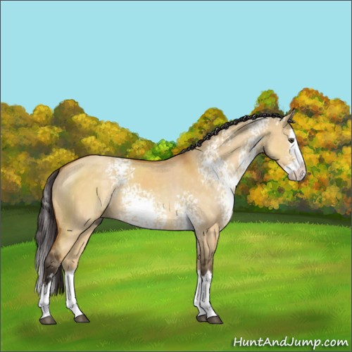 Horse Color:White Spotted Buckskin Dun Sabino Splash Rabicano 