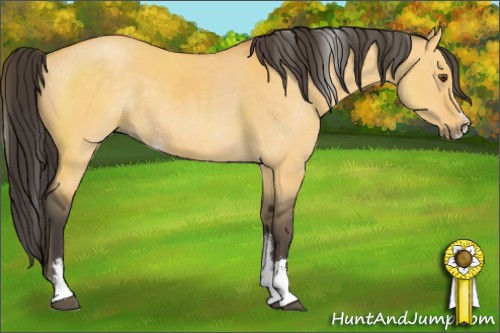 Horse Color:Buckskin Dun Sabino 
