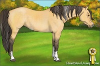 Horse Color:Buckskin Dun Sabino 