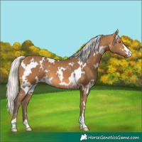 Horse Color:White Spotted Silver Buckskin 