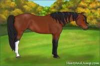 Horse Color:Gray Bay 