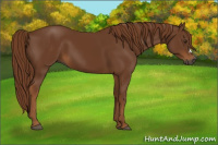 Horse Color:Gray Chestnut 