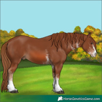 Horse Color:White Spotted Chestnut 