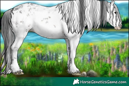 Horse Color:White Spotted Brown Sabino 
