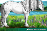 Horse Color:White Spotted Brown Sabino