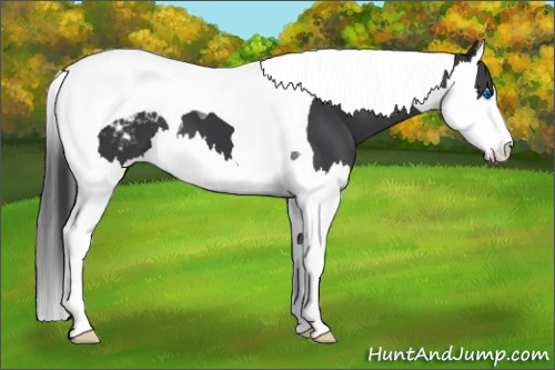 Horse Color:Black Splash Tobiano Blanket