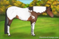 Horse Color:Bay Tobiano Near Fewspot