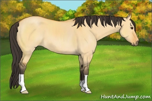 Horse Color:Buckskin Dun
