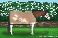 Horse Color:Bay Splash Frame Appaloosa 
