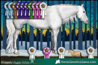 Horse Color:Silver Bay Dun Appaloosa 