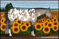 Horse Color:Brown Dun Appaloosa 