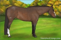 Horse Color:Buckskin Roan 