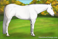 Horse Color:Gray White Spotted Sable Cream Champagne
