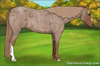 Horse Color:Red Roan 