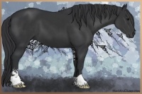 Horse Color:Black Sabino 