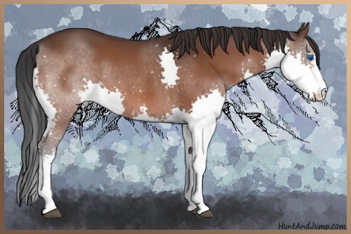 Horse Color:White Spotted Bay Splash 