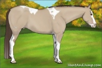 Horse Color:Classic Champagne Dun Splash Tobiano 