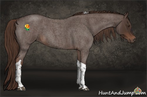 Horse Color:Liver Red Roan Tobiano 