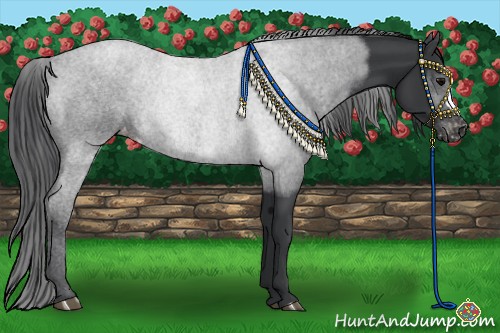 Horse Color:Black Appaloosa Rabicano 