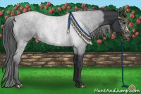 Horse Color:Black Appaloosa Rabicano