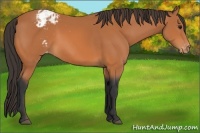 Horse Color:Bay Appaloosa 