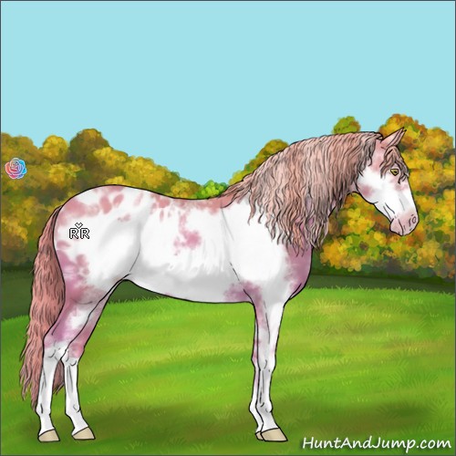 Horse Color:Watercolor White Spotted Gold Champagne Frame Appaloosa 