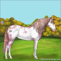 Horse Color:Watercolor White Spotted Gold Champagne Frame Appaloosa 