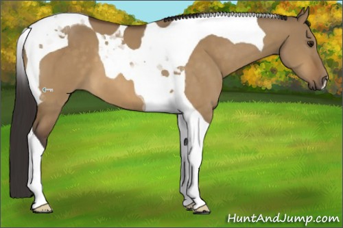 Horse Color:Buckskin Dun Tobiano 