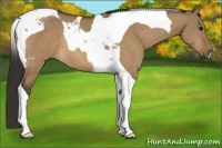 Horse Color:Buckskin Dun Tobiano