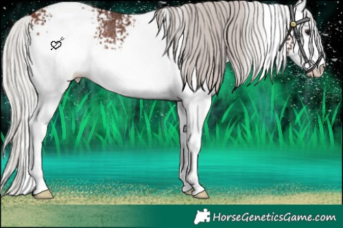 Horse Color:White Spotted Silver Bay Sabino Appaloosa Rabicano 