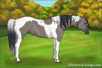 Horse Color:Grullo Tobiano 