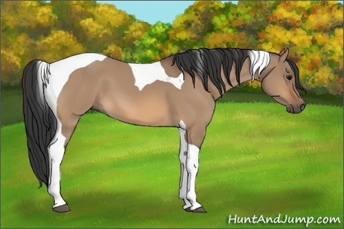 Horse Color:Bay Dun Tobiano 