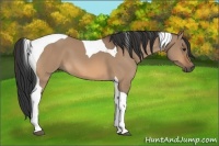 Horse Color:Bay Dun Tobiano 