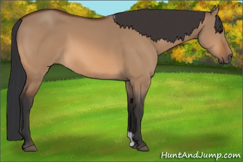 Horse Color:Bay Dun 
