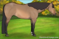 Horse Color:Bay Dun
