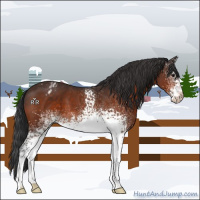 Horse Color:White Spotted Brown Varnish