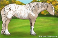 Horse Color:Chocolate Palomino Pearl Appaloosa Rabicano
