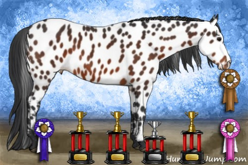 Horse Color:Brown Appaloosa 