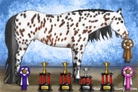 Horse Color:Brown Appaloosa 
