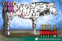 Horse Color:Brown Appaloosa 