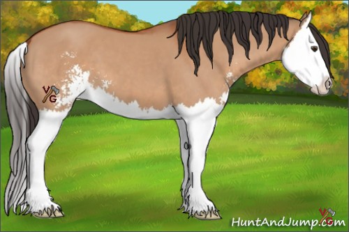 Horse Color:Bay Dun Sabino Splash 