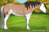 Horse Color:Bay Dun Sabino Splash 