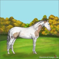 Horse Color:Brown Dun Sabino Splash Tobiano Rabicano 