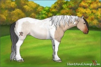 Horse Color:Brown Dun Tobiano
