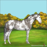 Horse Color:White Spotted Grullo Sabino Splash Rabicano 