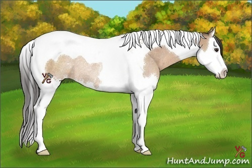 Horse Color:Brown Dun Splash Tobiano Rabicano 