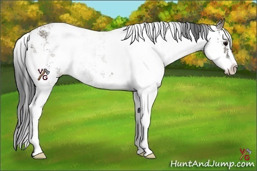 Horse Color:Grullo Sabino 